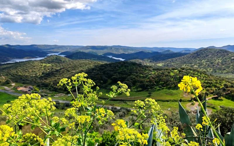 Holística Nature